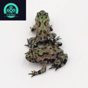 fire-bellied toad