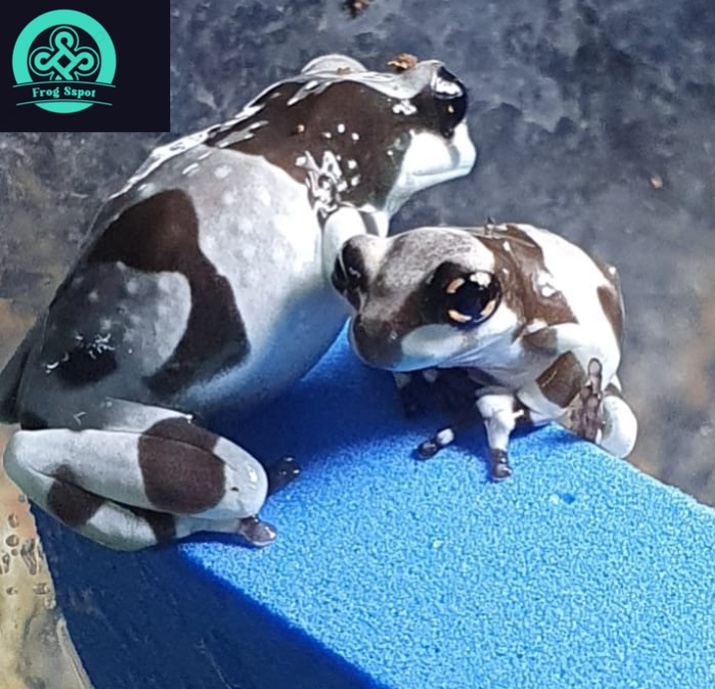 amazon milk tree frog for sale