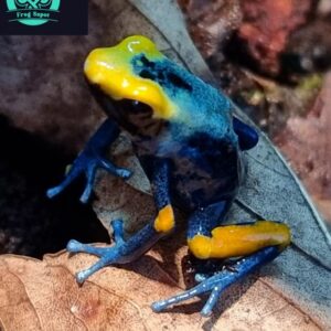 Frogs
