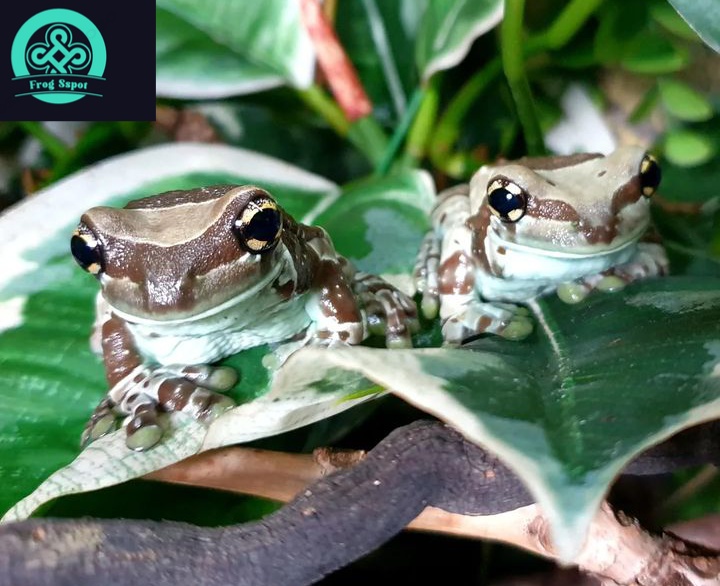 amazon milk frog for sale
