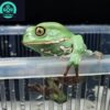 giant waxy monkey tree frog