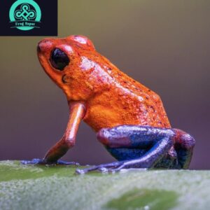 strawberry poison-dart frog