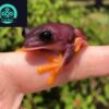 melanistic red eyed tree frog