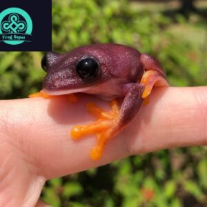 melanistic red eyed tree frog