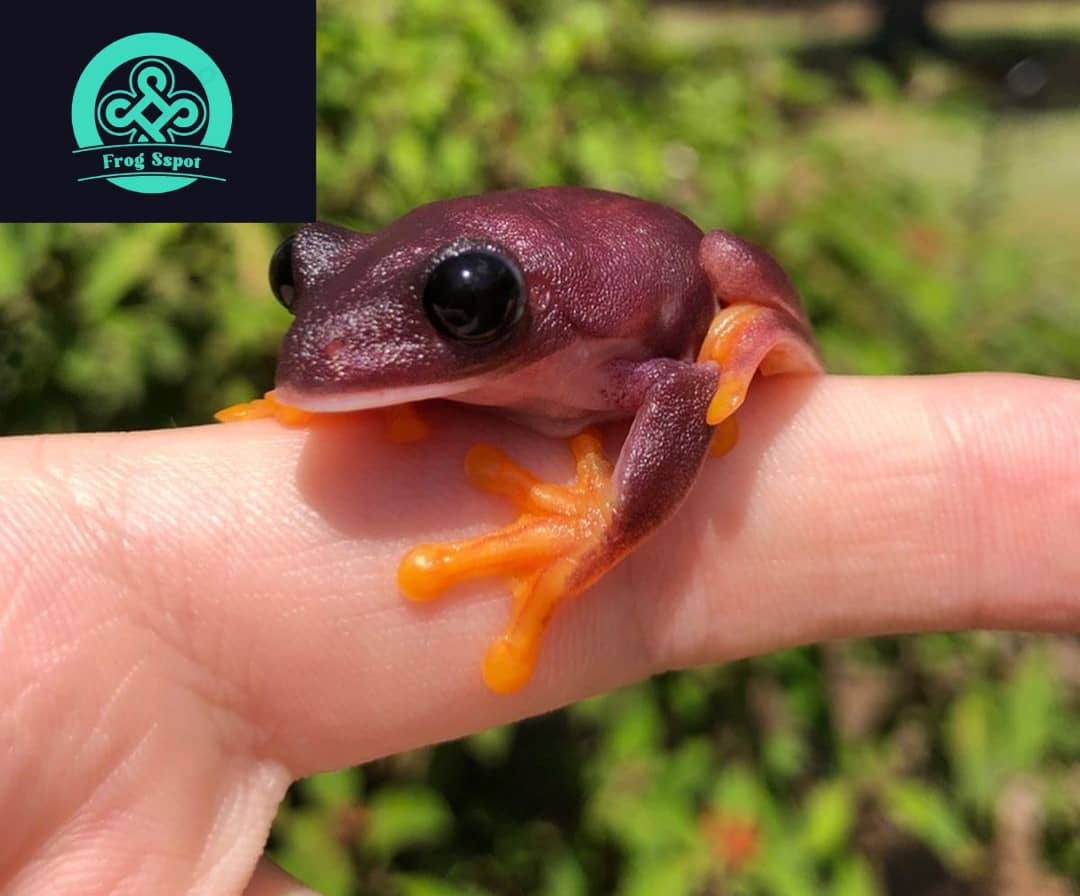 melanistic red eyed tree frog FOR SALE