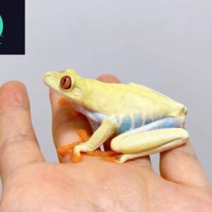 Albino Red Eyed Tree Frog for sale