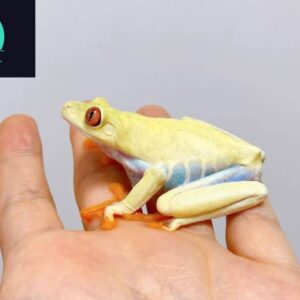 Albino Red Eyed Tree Frog