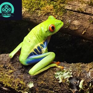 red-eyed tree frog for sale