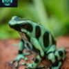 green and black poison dart frog