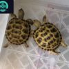 russian tortoise for sale near me