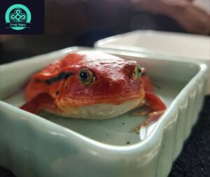 tomato frog for sale