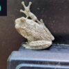eastern gray tree frog