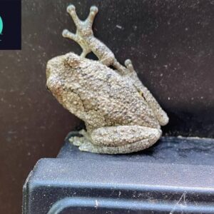 gray tree frog for sale