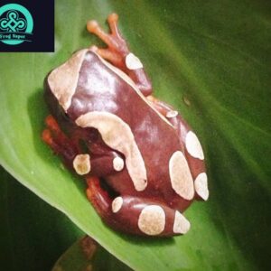 clown tree frog for sale