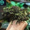 vietnamese mossy frog for sale
