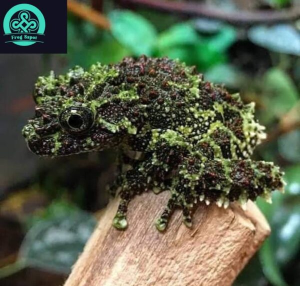 vietnamese mossy frog for sale