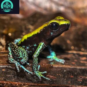 kokoe poison dart frog