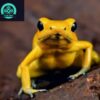 the golden poison frog