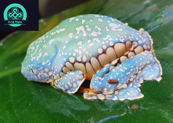 Amazon Fringed Leaf Frog