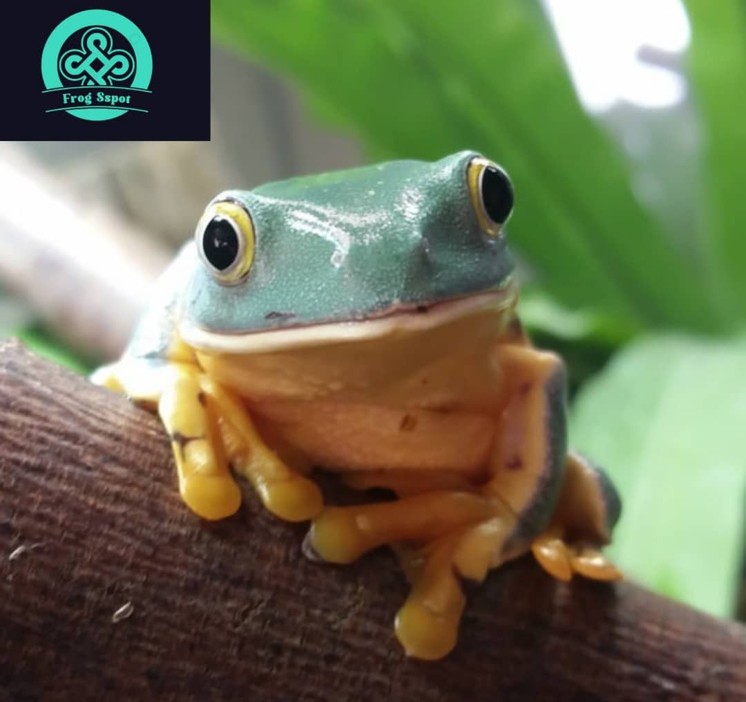 splendid leaf frog for sale