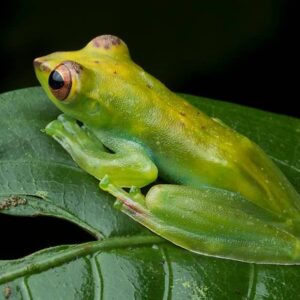 jade tree frog